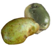 Позеленение клубней картофеля
