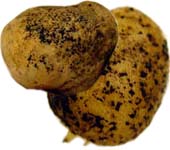 Черная парша (ризоктониоз), болезнь картофель